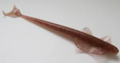 Hot Harri Lindberg Aaltonen ruskea greippi 6" 150mm 9,2g 5kpl