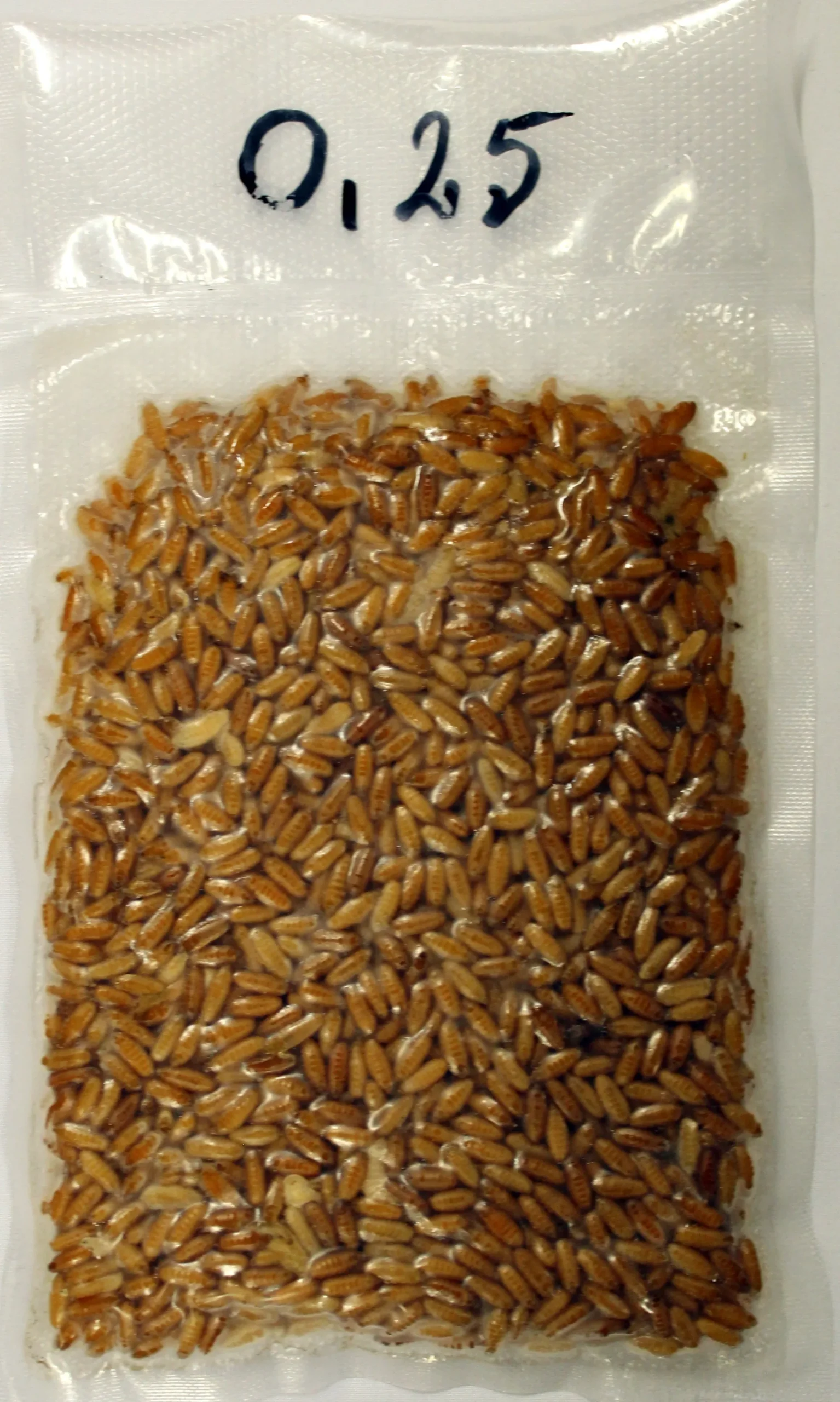 New Rod Caster 500ml