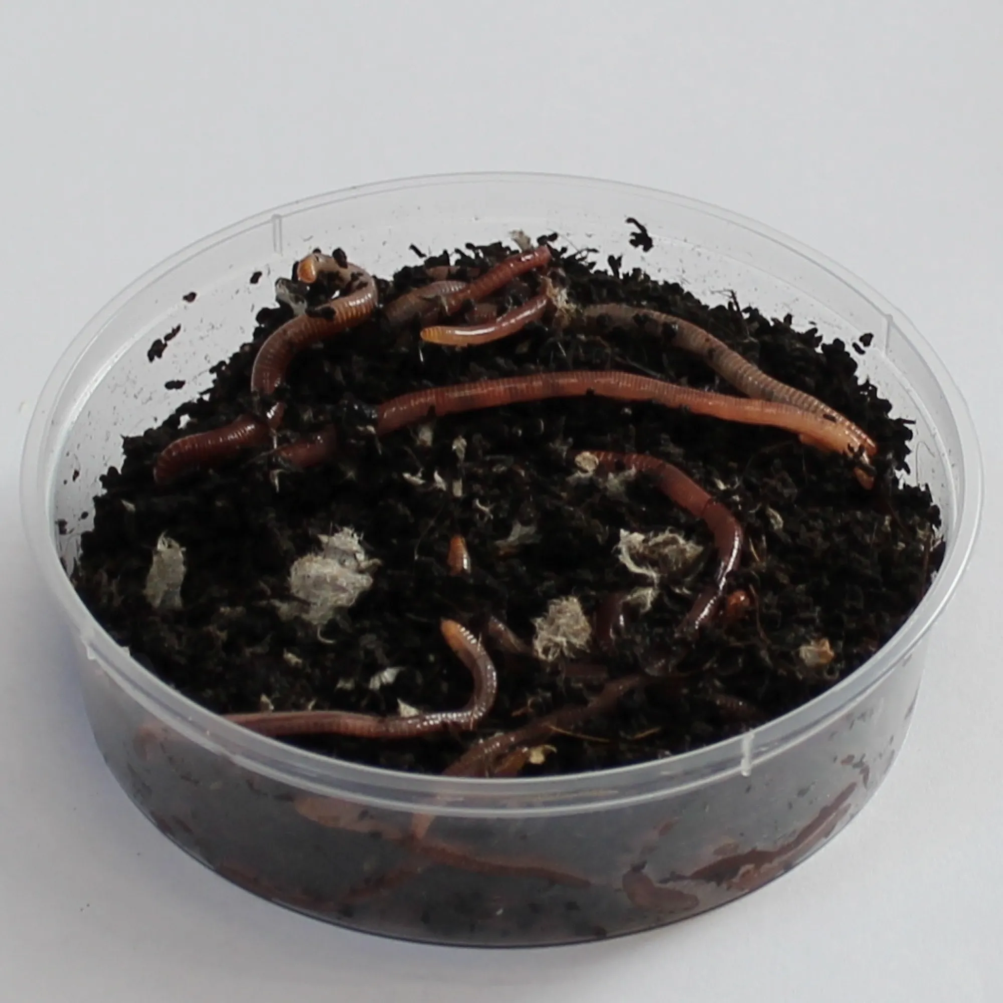 Outlet Rod Dendrobena mato mask worm small pieni 35kpl