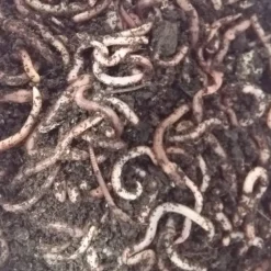 Rod Dendrobena mato keskikoko, noin 75g