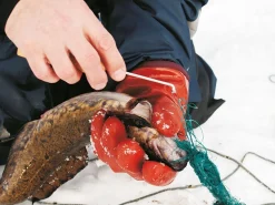 Onkitukku Kalanaskali