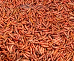 Hot Rod Kärpäsentoukka punainen yläfemma purkki