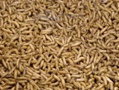 Sale Rod Kärpäsentoukka valkoinen yläfemma purkki