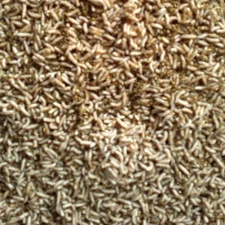 Hot Rod Pinkietoukka valkoinen yläfemma purkki