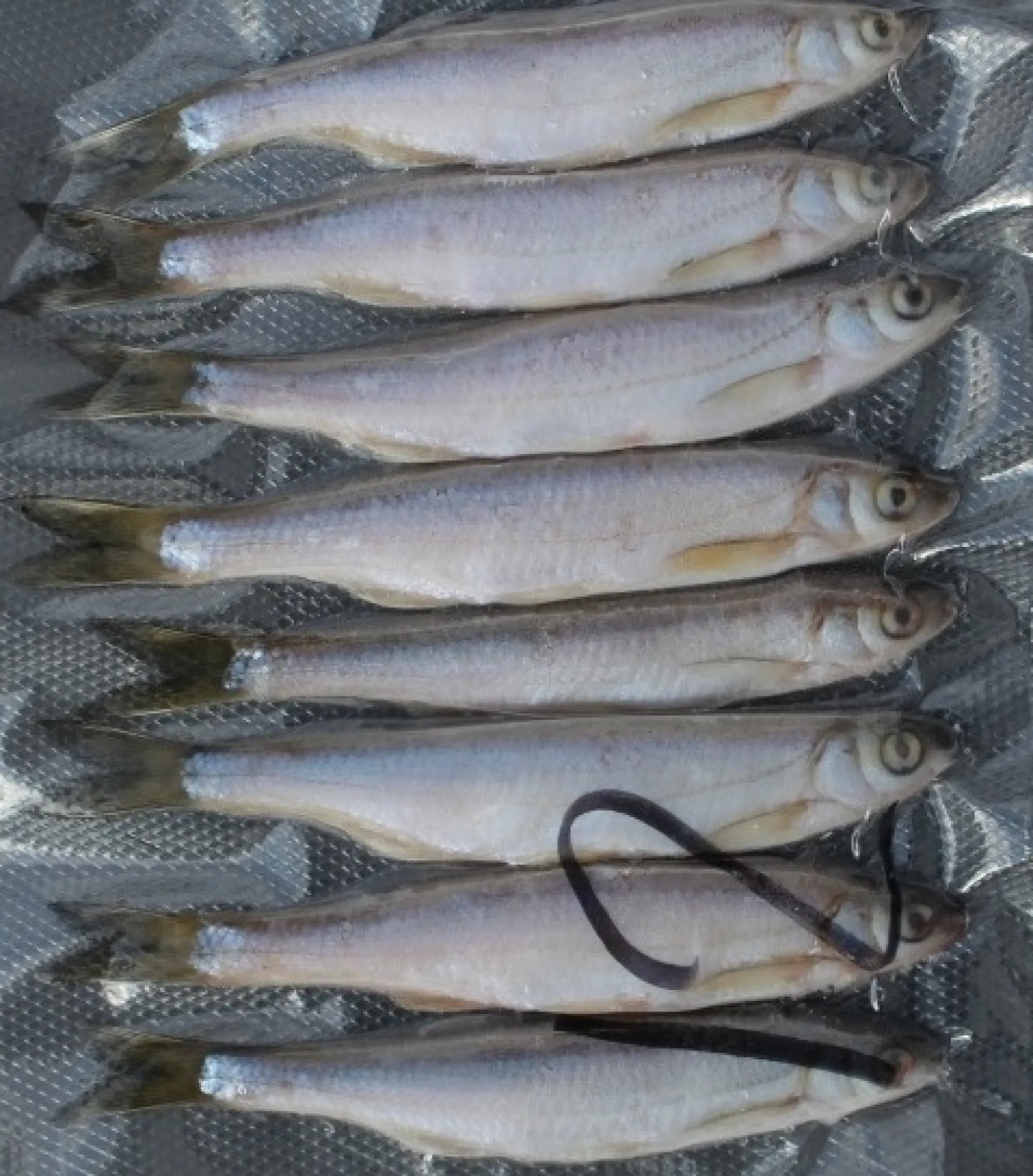 Online Rod Salakka täkykala pakasteena 5kpl pituus 17cm