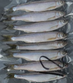 Discount Rod Salakka täkykala pakasteena 8kpl pituus 11cm