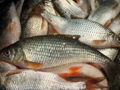 Best Rod Särki täkykala pakasteena 5kpl